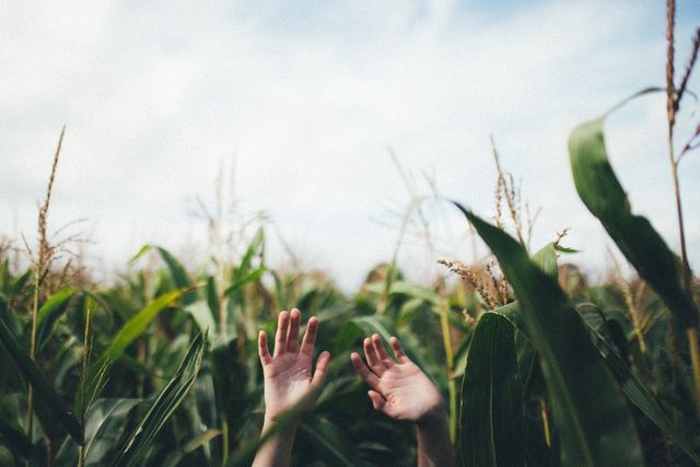 Landwirtschaft im Klimawandel – Wie geht es weiter im Kreis Soest?